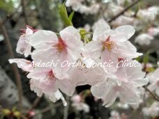 福岡 桜